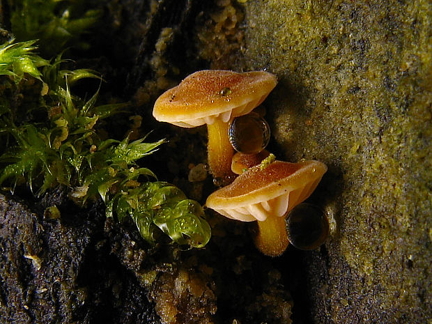 plamienka Flammulina sp.