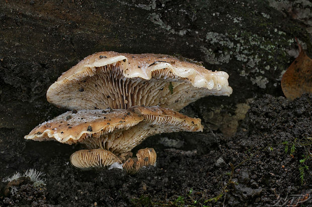 húževnatček bobrí  Lentinellus castoreus (Fr.) Kühner & Maire