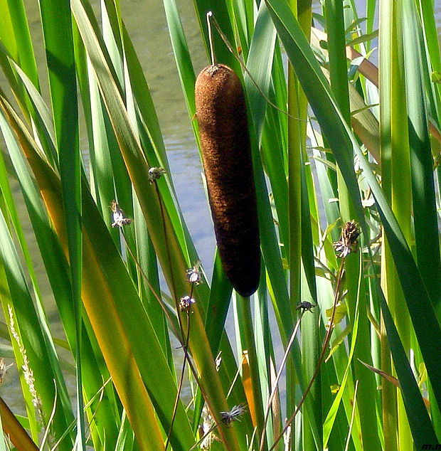 pálka širokolistá Typha latifolia L.