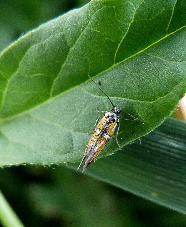 psota láskavcová Chrysoesthia drurella Fabricius, 1775