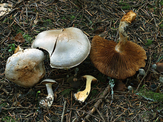 pavučinovec podobný Cortinarius finitimus (Weinm.) Britzelm.