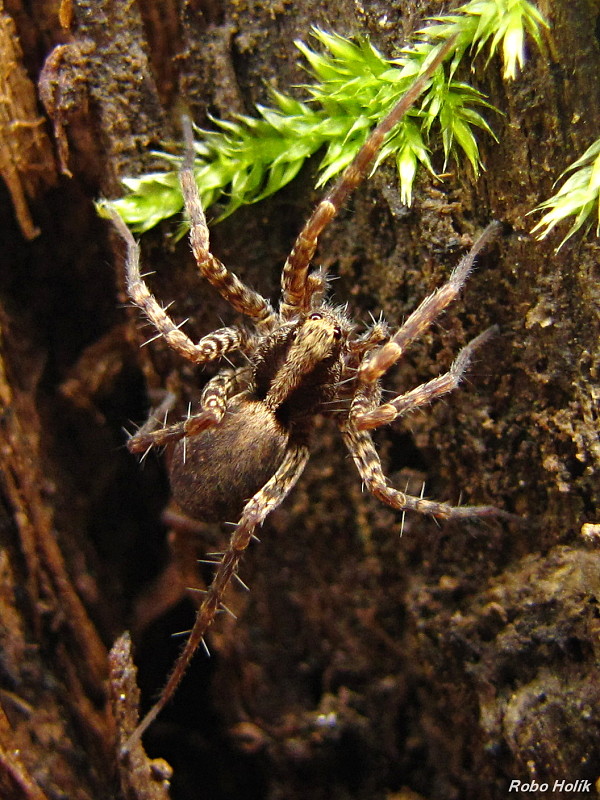 Pardosa cf. lugubris