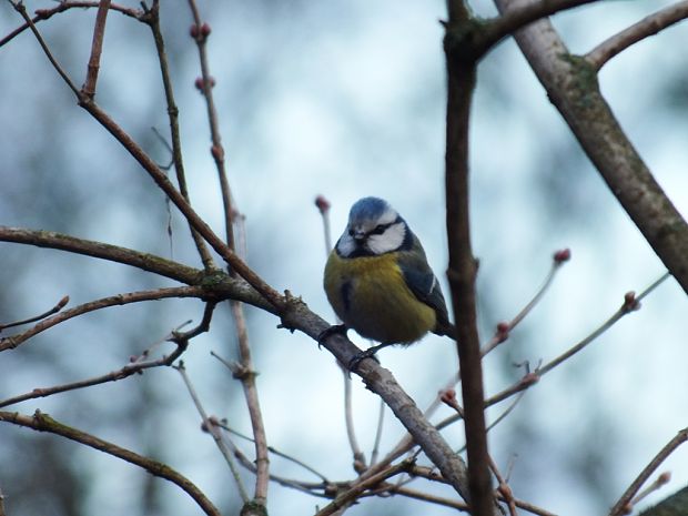 sýkorka belasá Parus caeruleus