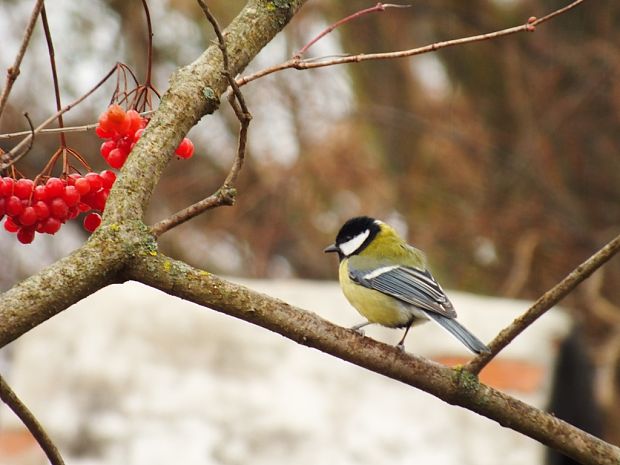 sýkorka bielolíca Parus major