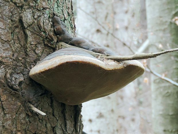 ohňovec Hartigov Phellinus hartigii (Allesch. & Schnabl) Pat.