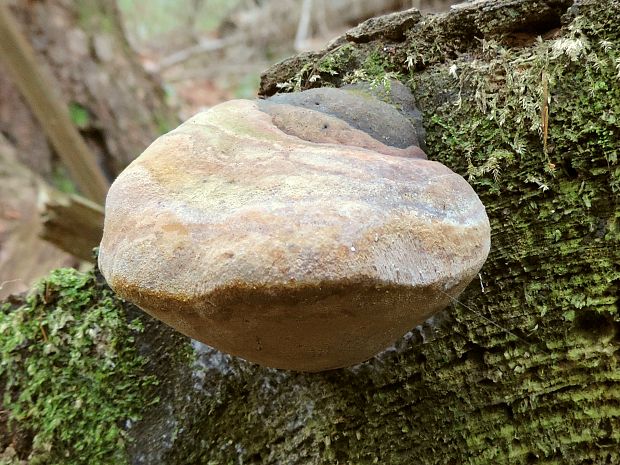 ohňovec Hartigov Phellinus hartigii (Allesch. & Schnabl) Pat.