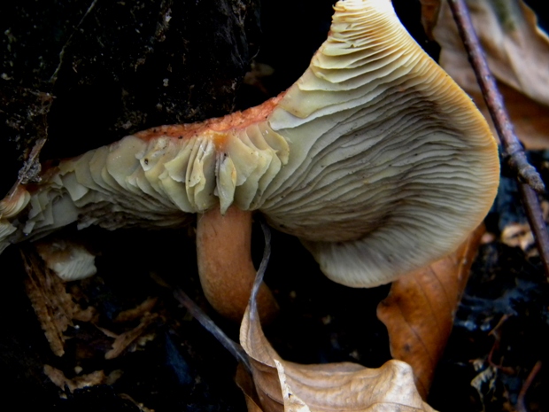 štítovka Pluteus sp.