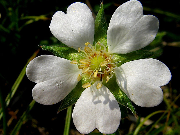 nátržník biely/mochna bílá Potentilla alba L.