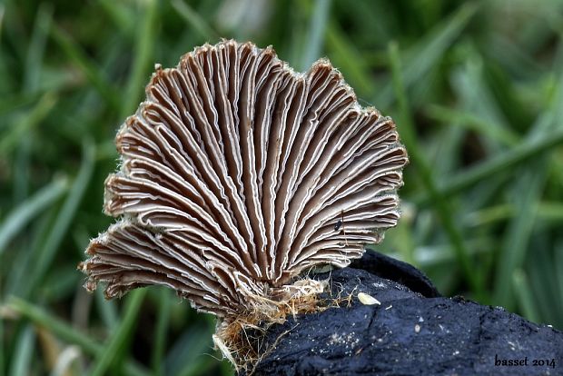 klanolupeňovka obyčajná Schizophyllum commune Fr.