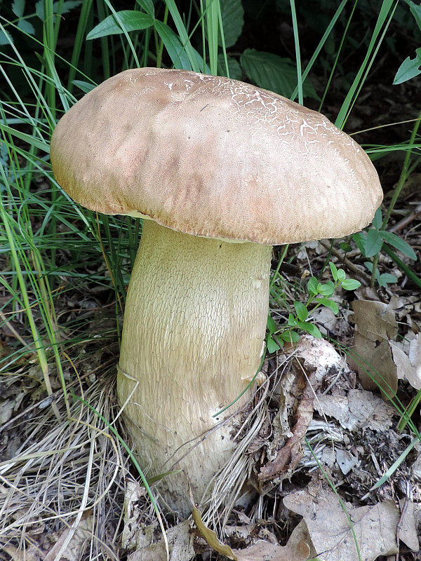 hríb dubový Boletus reticulatus Schaeff.