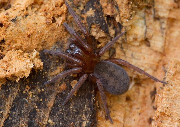 . Callobius cf. claustrarius