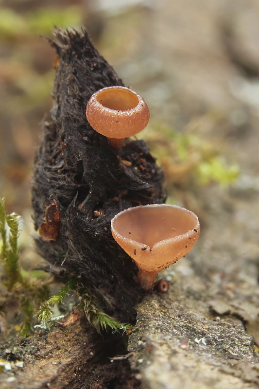 jahňadka Ciboria sp.