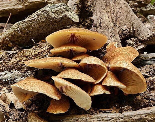 pahliva šupinkatá Crepidotus calolepis (Fr.) P. Karst.