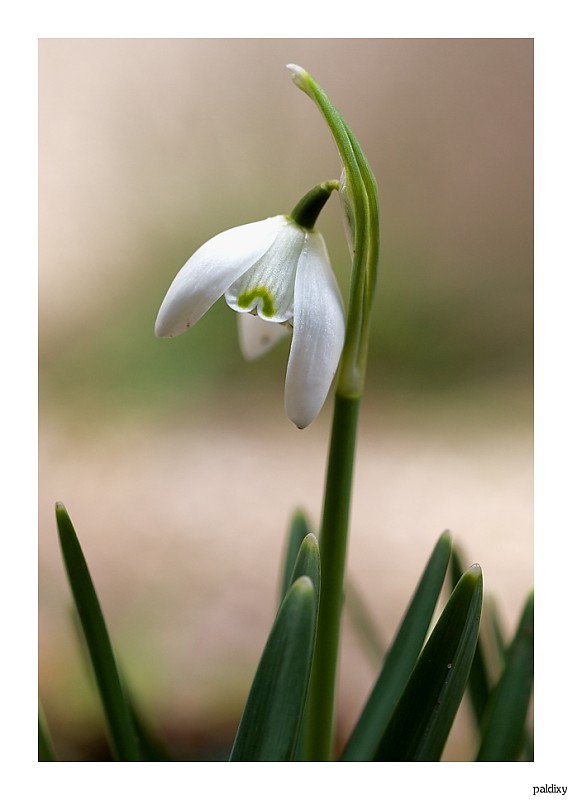 snežienka jarná Galanthus nivalis L.