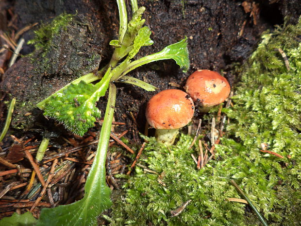 strapcovka tehlovočervená Hypholoma lateritium (Schaeff.) P. Kumm.