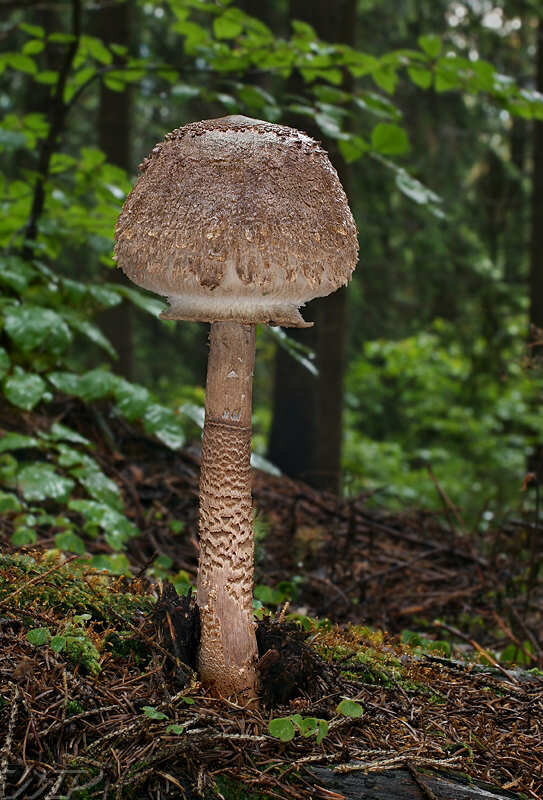 bedľa vysoká Macrolepiota procera (Scop.) Singer