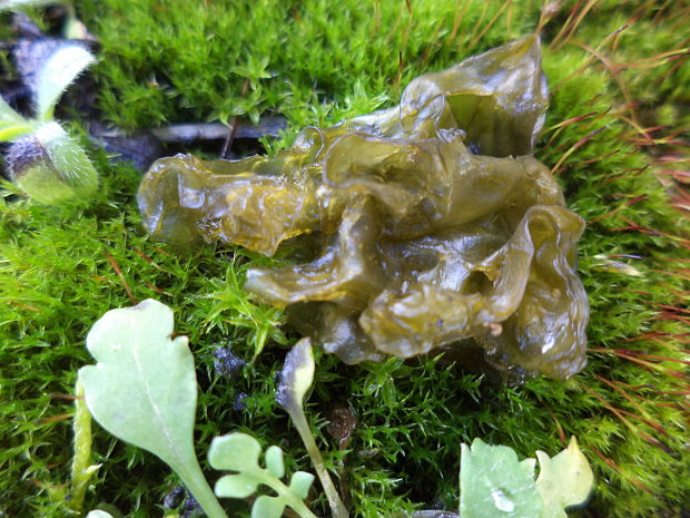 nostok Nostoc commune