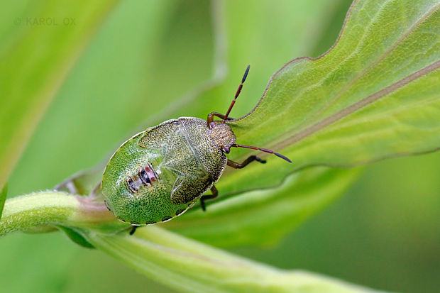 bzdocha (nymfa) Piezodorus lituratus