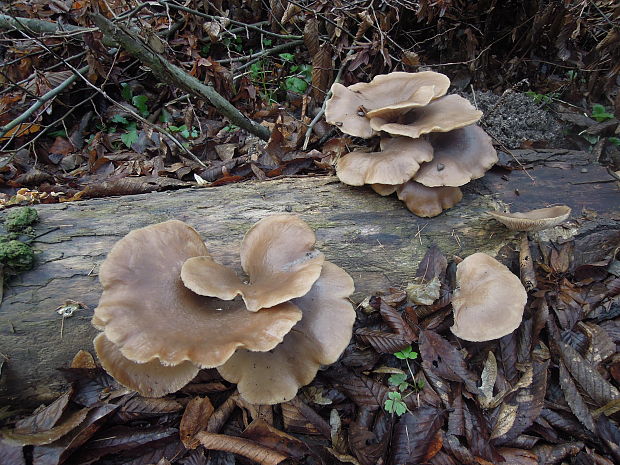 hliva ustricovitá Pleurotus ostreatus (Jacq.) P. Kumm.