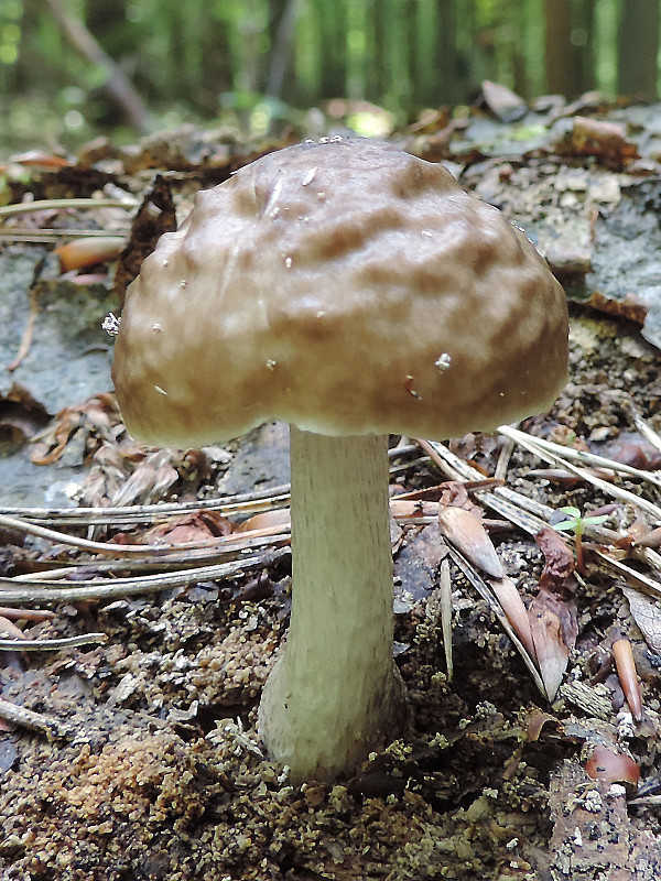 štítovka jelenia Pluteus cervinus (Schaeff.) P. Kumm.