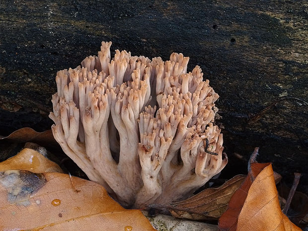 strapačka Ramaria sp.