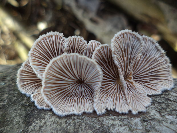 klanolupeňovka obyčajná. Schizophyllum commune Fr.