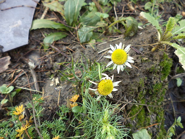 parumanček nevoňavý Tripleurospermum perforatum (Mérat) M. Lainz