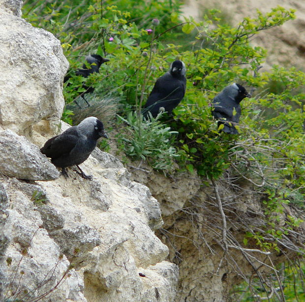 kavka tmavá Corvus monedula