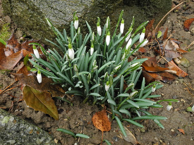 snežienka jarná Galanthus nivalis L.