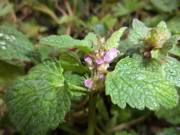 hluchavka škvrnitá Lamium maculatum L.