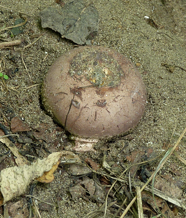 hadovka Hadriánova Phallus hadriani Vent.