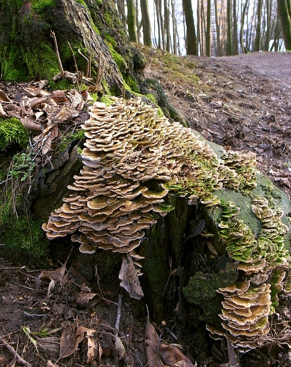 trúdnikovec Trametes sp.