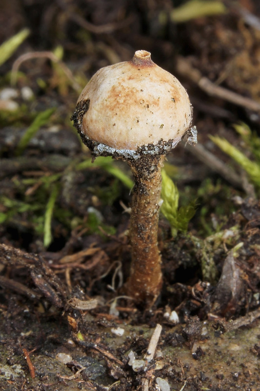 stopkovec zimný Tulostoma brumale Pers.