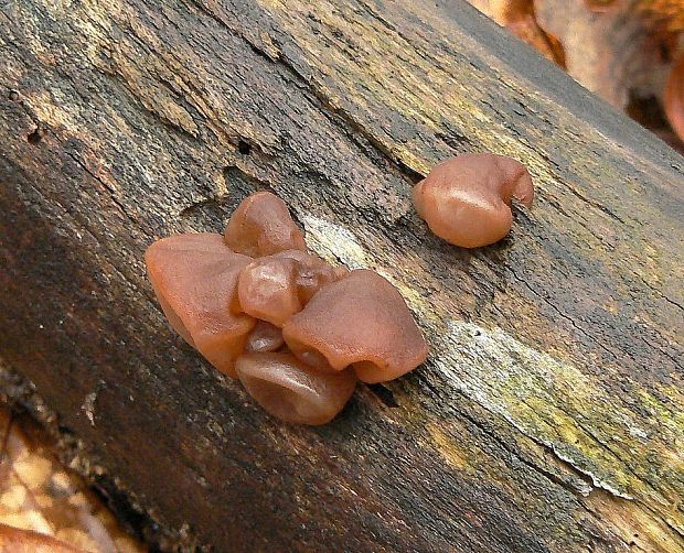 uchovec bazový Auricularia auricula-judae (Bull.) Quél.