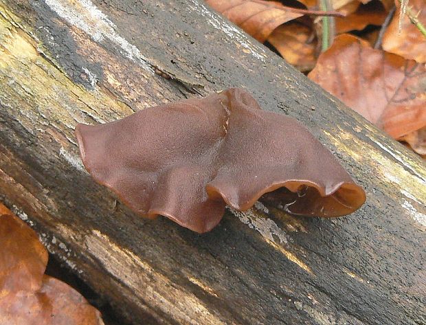 uchovec bazový Auricularia auricula-judae (Bull.) Quél.