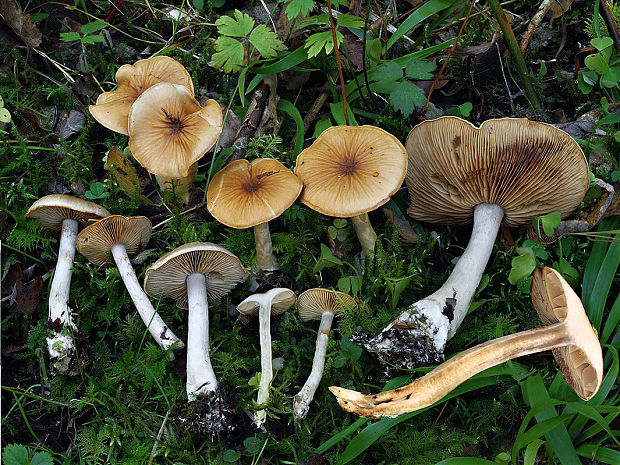 pavučinovec zvrásnený Cortinarius perrugatus Rob. Henry