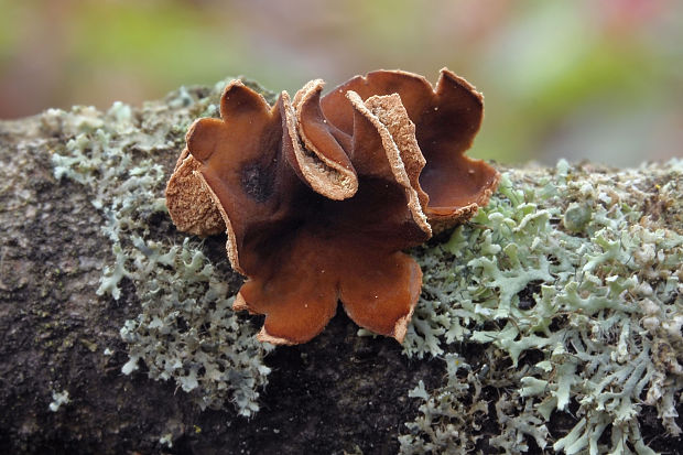 dutinovka otrubnatá Encoelia furfuracea (Roth) P. Karst.