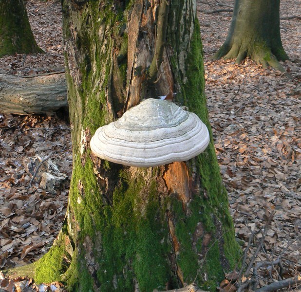 práchnovec kopytovitý Fomes fomentarius (L.) J.J. Kickx