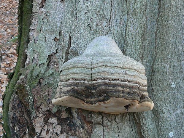 práchnovec kopytovitý Fomes fomentarius (L.) J.J. Kickx