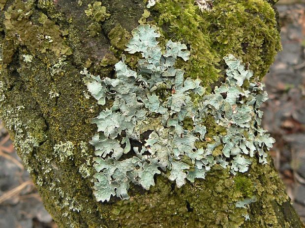 diskovka ryhovaná Parmelia sulcata Taylor