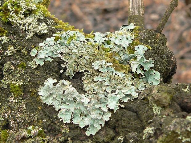 diskovka ryhovaná Parmelia sulcata Taylor