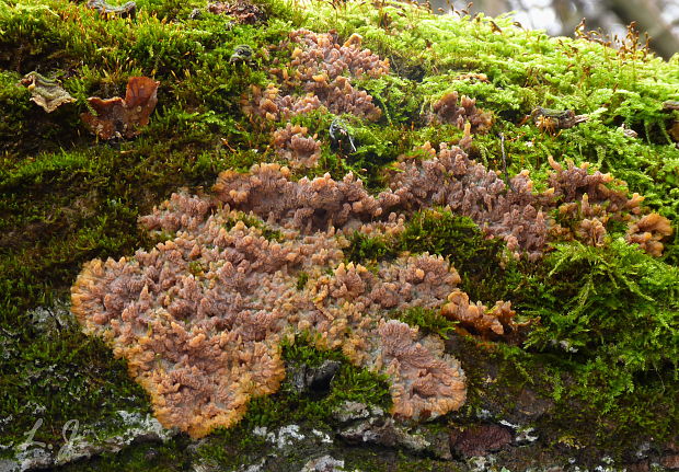 žilnačka oranžová Phlebia radiata Fr.