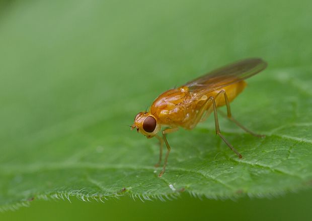 Lycciella cf.laeta