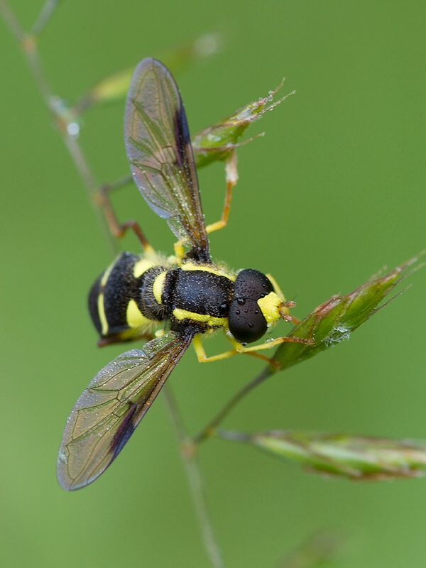 . Xanthogramma pedissequum