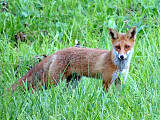 líška hrdzavá / liška obecná