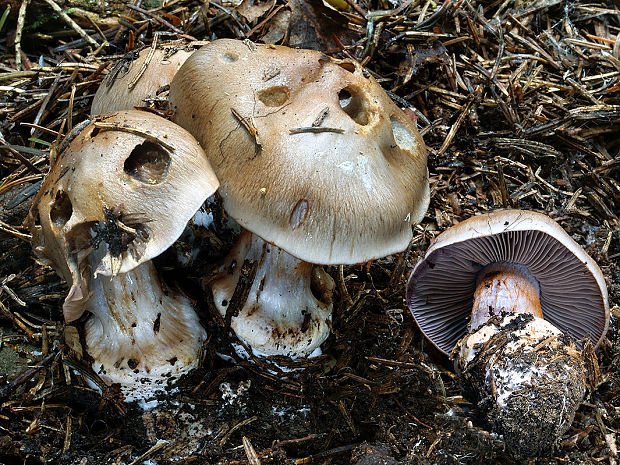 pavučinovec purpurovoškvrnitý Cortinarius purpurascens Fr.