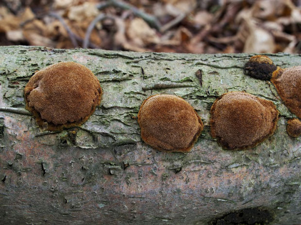 ohňovec hrdzavohnedý Fuscoporia ferruginosa (Schrad.) Murrill