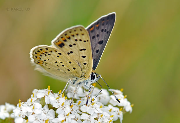 ohniváčik čiernoškvrnný Lycaena tityrus