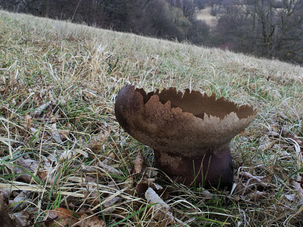 rozpadavec dlabaný Lycoperdon utriforme Bull.