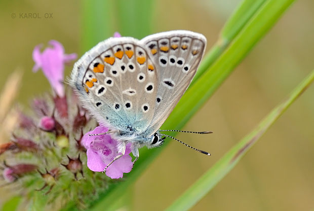 modráčik obyčajný  Polyommatus icarus